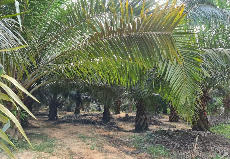 Negeri Sembilan Kuala Pilah Johol 510 Acres Palm Oil Land & Residential Land for SALE ‼️