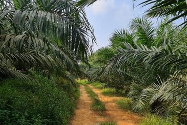 Negeri Sembilan Kuala Pilah Johol 510 Acres Palm Oil Land & Residential Land for SALE ‼️