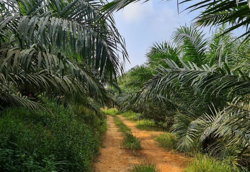 Negeri Sembilan Kuala Pilah Johol 510 Acres Palm Oil Land & Residential Land for SALE ‼️