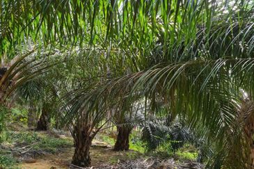 Negeri Sembilan Kuala Pilah Johol 510 Acres Palm Oil Land & Residential Land for SALE ‼️