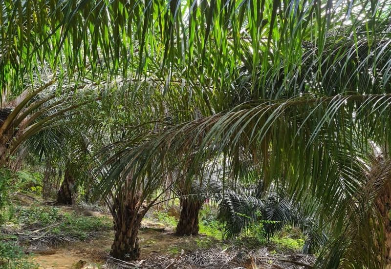 Negeri Sembilan Kuala Pilah Johol 510 Acres Palm Oil Land & Residential Land for SALE ‼️