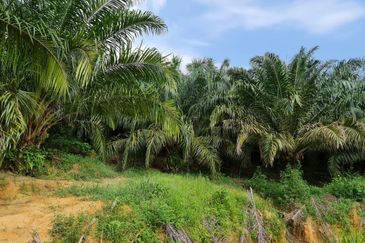 Negeri Sembilan Kuala Pilah Johol 510 Acres Palm Oil Land & Residential Land for SALE ‼️