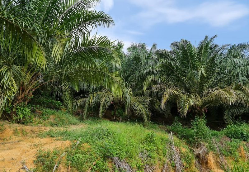 Negeri Sembilan Kuala Pilah Johol 510 Acres Palm Oil Land & Residential Land for SALE ‼️