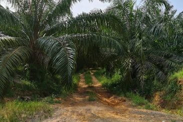 Negeri Sembilan Kuala Pilah Johol 510 Acres Palm Oil Land & Residential Land for SALE ‼️