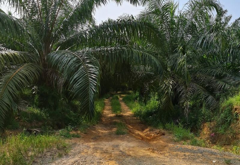 Negeri Sembilan Kuala Pilah Johol 510 Acres Palm Oil Land & Residential Land for SALE ‼️