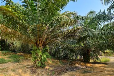 Negeri Sembilan Kuala Pilah Johol 510 Acres Palm Oil Land & Residential Land for SALE ‼️