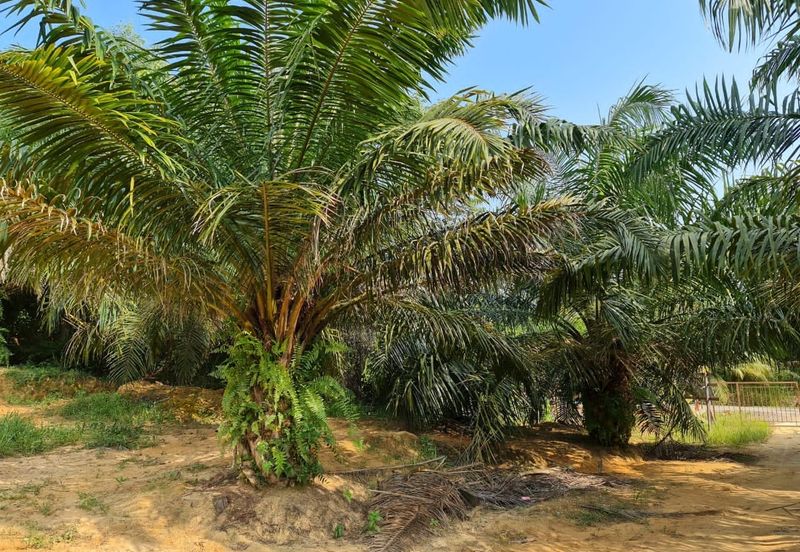 Negeri Sembilan Kuala Pilah Johol 510 Acres Palm Oil Land & Residential Land for SALE ‼️