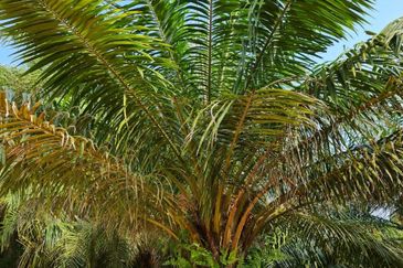 Negeri Sembilan Kuala Pilah Johol 510 Acres Palm Oil Land & Residential Land for SALE ‼️