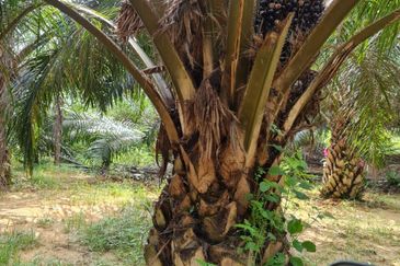 Negeri Sembilan Kuala Pilah Johol 510 Acres Palm Oil Land & Residential Land for SALE ‼️