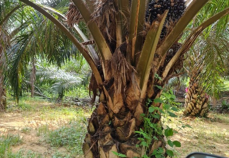 Negeri Sembilan Kuala Pilah Johol 510 Acres Palm Oil Land & Residential Land for SALE ‼️