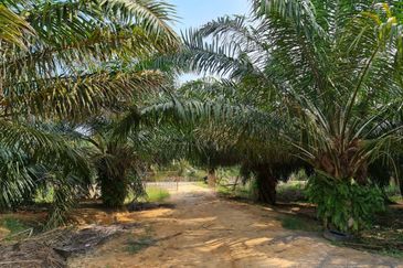 Negeri Sembilan Kuala Pilah Johol 510 Acres Palm Oil Land & Residential Land for SALE ‼️
