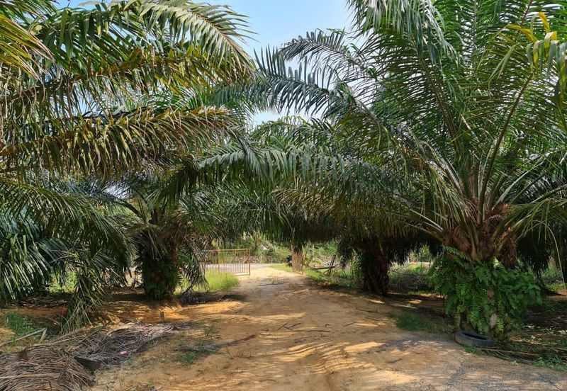 Negeri Sembilan Kuala Pilah Johol 510 Acres Palm Oil Land & Residential Land for SALE ‼️