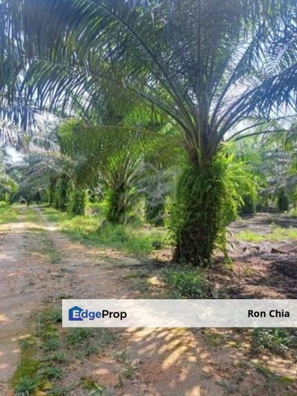 Perak Tengah Jaya Baru Sitiawan Lekir 972 Acres Palm Oil Land for SALE ‼️, Perak, Sitiawan