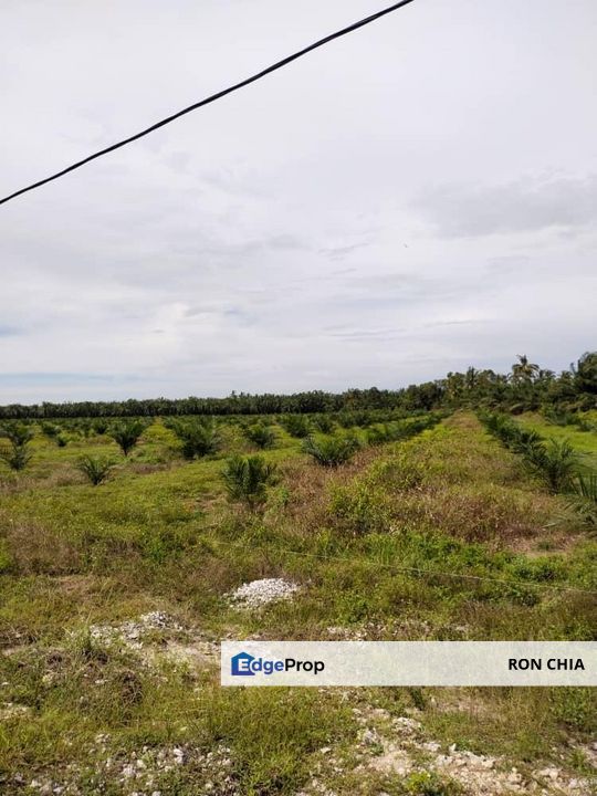 Perak Tengah Jaya Baru Sitiawan Lekir 972 Acres Palm Oil Land for SALE ‼️, Perak, Sitiawan