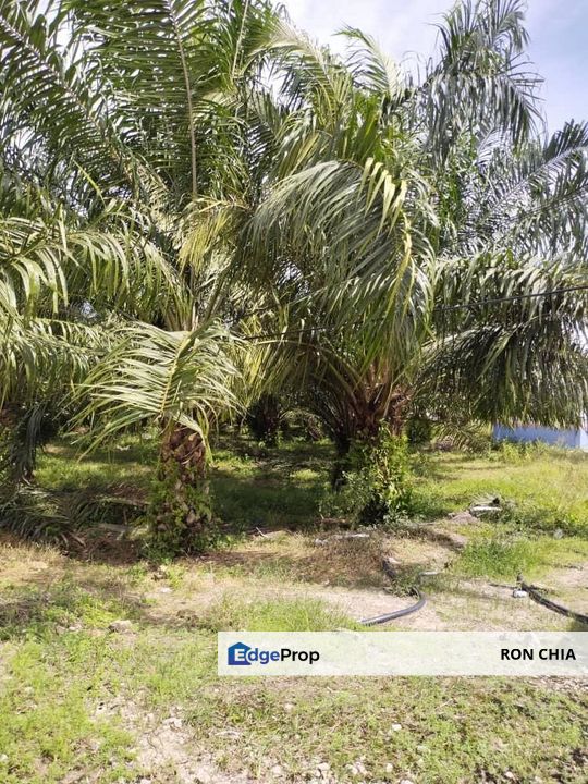 Perak Tengah Jaya Baru Sitiawan Lekir 972 Acres Palm Oil Land for SALE ‼️, Perak, Sitiawan