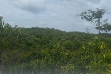 Pahang Maran Luit 1900 Acres Palm Oil Land for SALE ‼️