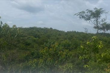 Pahang Maran Luit 1900 Acres Palm Oil Land for SALE ‼️