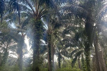 Pahang Maran Luit 1900 Acres Palm Oil Land for SALE ‼️