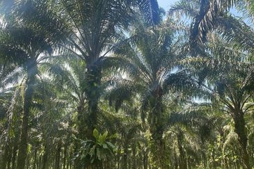 Pahang Maran Luit 1900 Acres Palm Oil Land for SALE ‼️