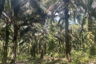 Pahang Maran Luit 1900 Acres Palm Oil Land for SALE ‼️