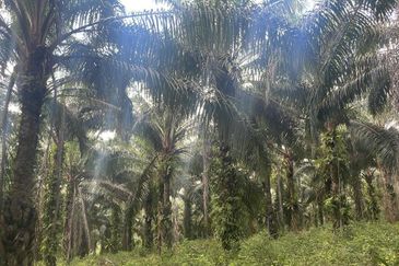Pahang Maran Luit 1900 Acres Palm Oil Land for SALE ‼️