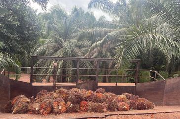 Pahang Maran Luit 1900 Acres Palm Oil Land for SALE ‼️