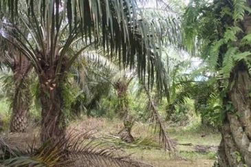 Pahang Maran Luit 1900 Acres Palm Oil Land for SALE ‼️