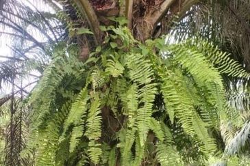 Pahang Maran Luit 1900 Acres Palm Oil Land for SALE ‼️