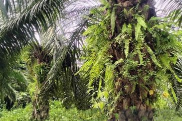 Pahang Maran Luit 1900 Acres Palm Oil Land for SALE ‼️