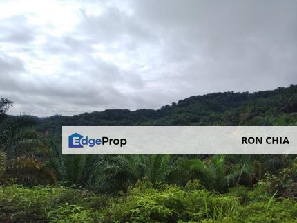Kelantan Gua Musang Relai 1678 Acres Palm Oil Land for SALE ‼️, Kelantan, Gua Musang
