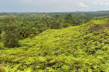 Johor Kulai 1230 Acres Mix Development Palm Oil Land For Sale 