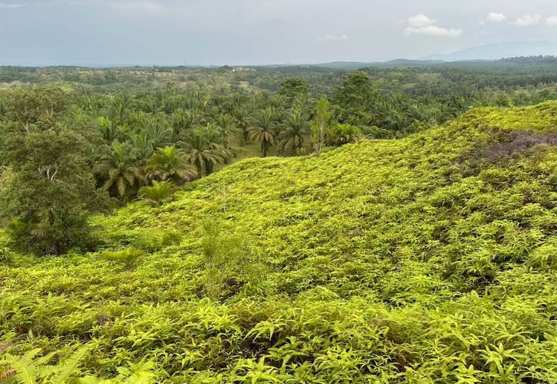 Johor Kulai 1230 Acres Mix Development Palm Oil Land For Sale 