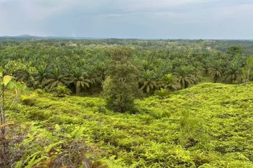 Johor Kulai 1230 Acres Mix Development Palm Oil Land For Sale 