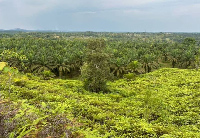 Johor Kulai 1230 Acres Mix Development Palm Oil Land For Sale 