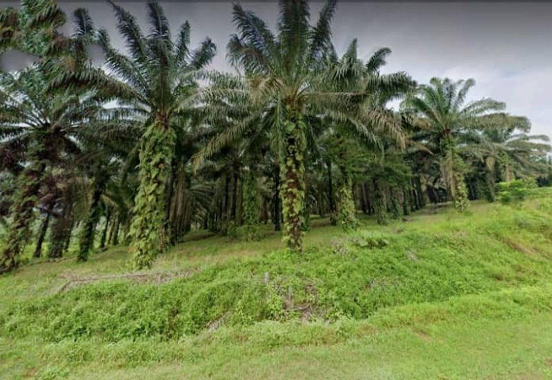 Johor Kulai 1230 Acres Mix Development Palm Oil Land For Sale 