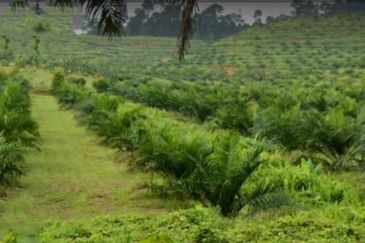 Johor Kulai 1230 Acres Mix Development Palm Oil Land For Sale 