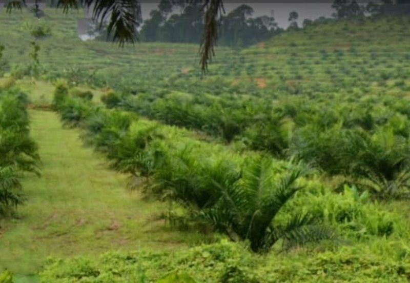 Johor Kulai 1230 Acres Mix Development Palm Oil Land For Sale 