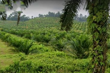 Johor Kulai 1230 Acres Mix Development Palm Oil Land For Sale 