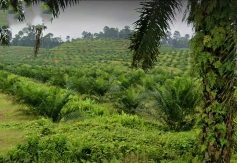 Johor Kulai 1230 Acres Mix Development Palm Oil Land For Sale 