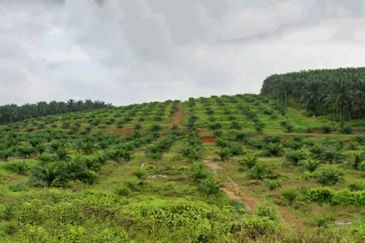 Johor Kulai 1230 Acres Mix Development Palm Oil Land For Sale 