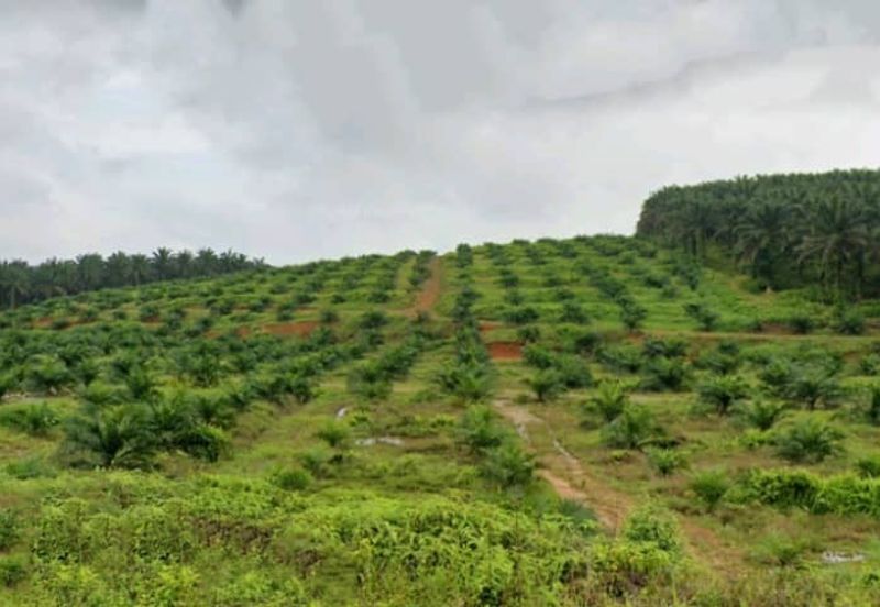 Johor Kulai 1230 Acres Mix Development Palm Oil Land For Sale 