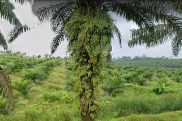 Johor Kulai 1230 Acres Mix Development Palm Oil Land For Sale 