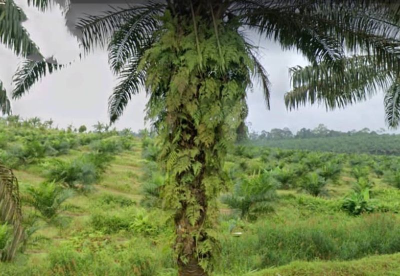 Johor Kulai 1230 Acres Mix Development Palm Oil Land For Sale 