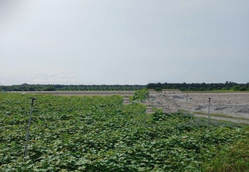 Perak Batang Padang Tapah 140 Acres FREEHOLD FLAT Land for SALE ‼️