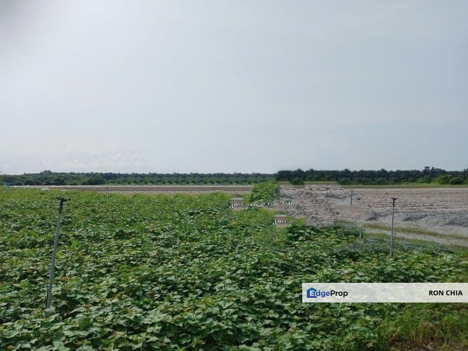 Perak Batang Padang Tapah 140 Acres FREEHOLD FLAT Land for SALE ‼️, Perak, Batang Padang