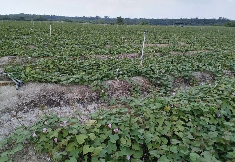 Perak Batang Padang Tapah 140 Acres FREEHOLD FLAT Land for SALE ‼️