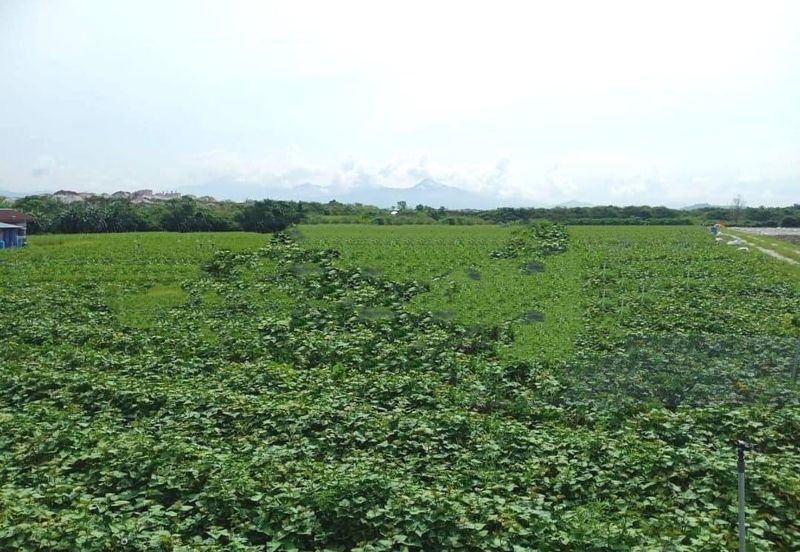 Perak Batang Padang Tapah 140 Acres FREEHOLD FLAT Land for SALE ‼️