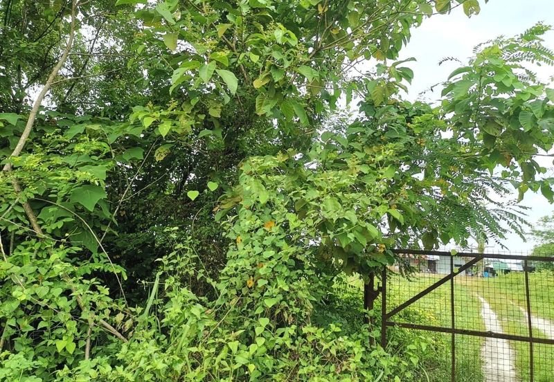 Perak Batang Padang Tapah 140 Acres FREEHOLD FLAT Land for SALE ‼️