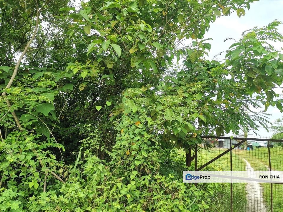 Perak Batang Padang Tapah 140 Acres FREEHOLD FLAT Land for SALE ‼️, Perak, Batang Padang