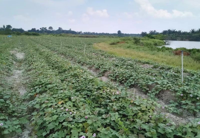 Perak Batang Padang Tapah 140 Acres FREEHOLD FLAT Land for SALE ‼️